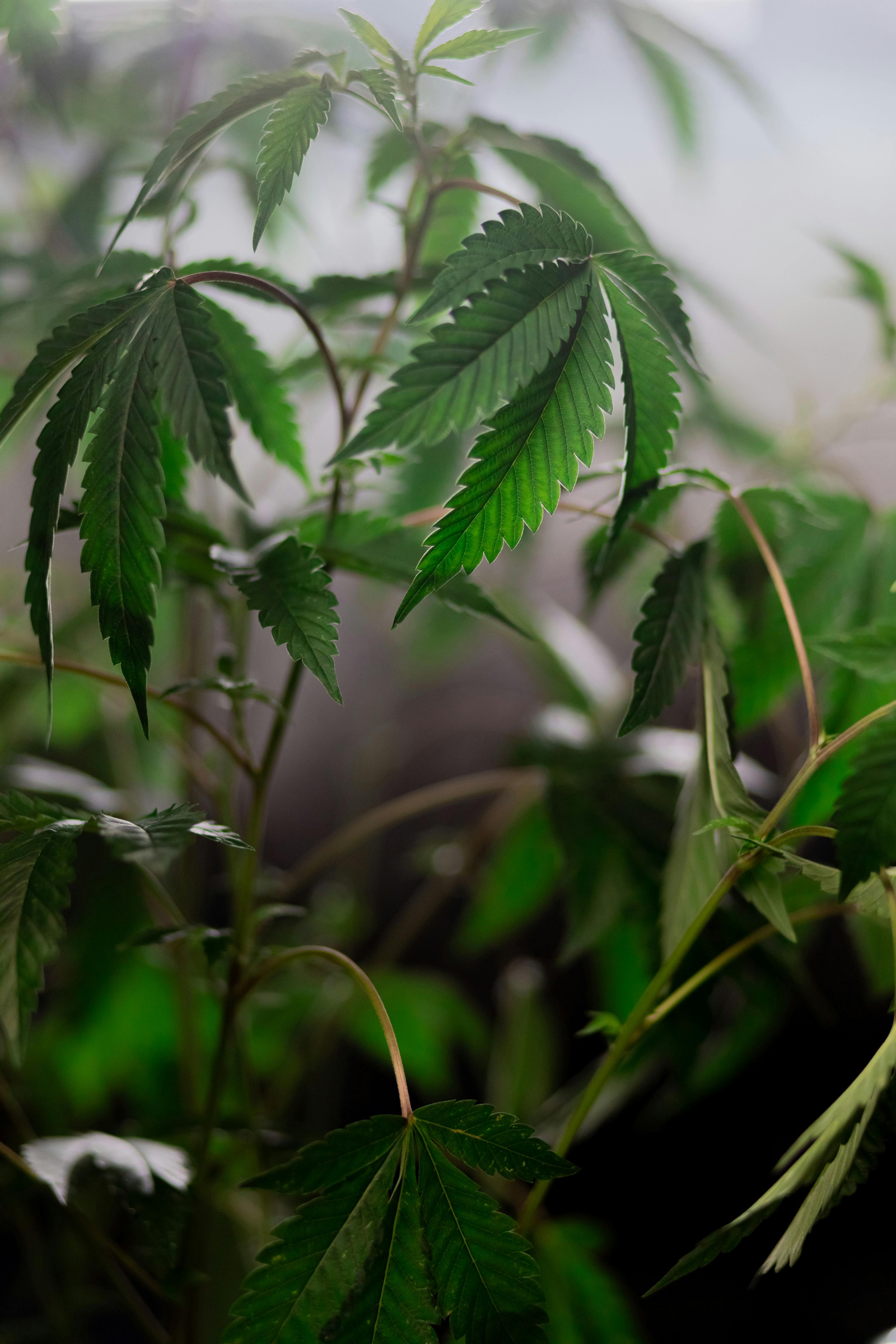 cannabis-plant-7667723